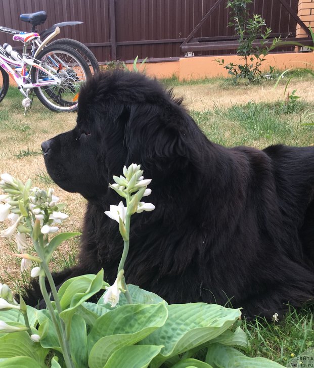 Фото: ньюфаундленд Моя Стихия Ламборджини (Moya Stikhiya Lamborghini)