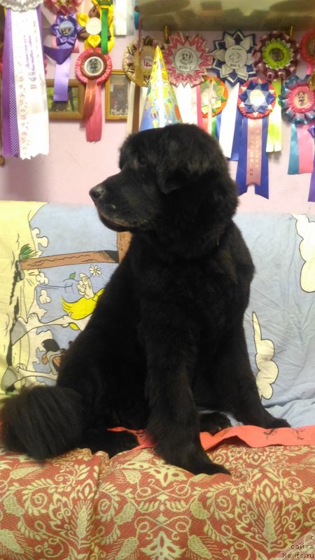 Фотография № 239802