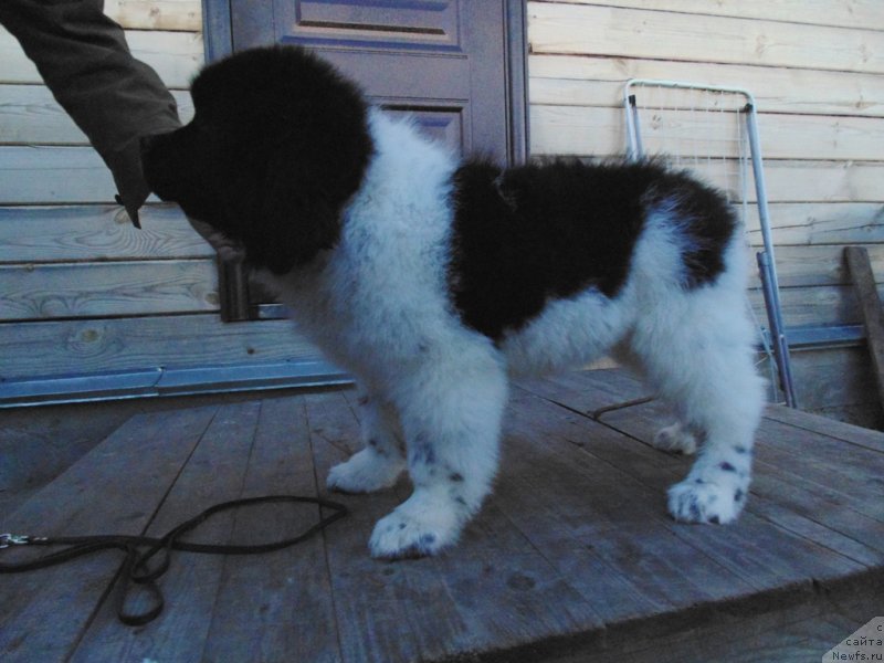 Фото: ньюфаундленд Жемчужина Онеги от Карельских Медведей
