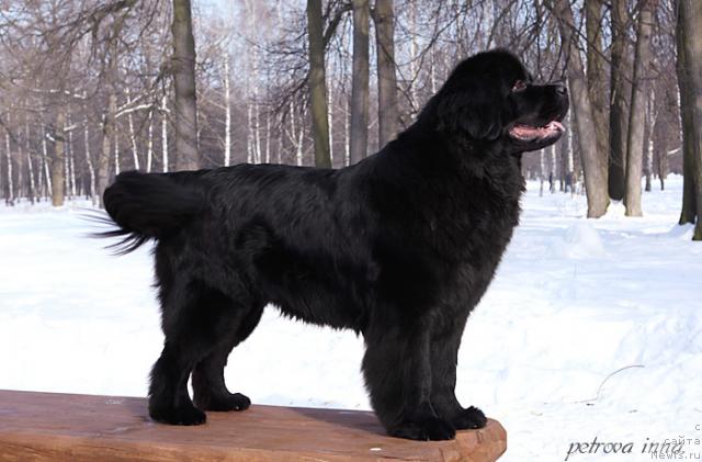 Фото: ньюфаундленд Потап Фелиция (Potap Felicia)