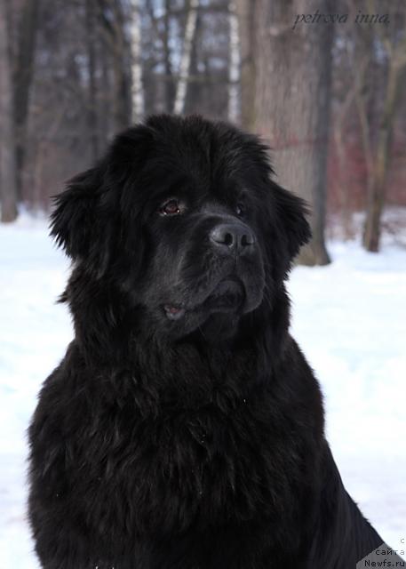 Фото: ньюфаундленд Потап Фелиция (Potap Felicia)