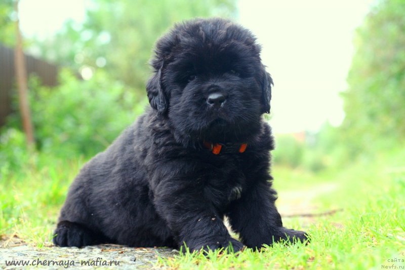 Фото: ньюфаундленд Черная Мафия Гаме Он (Chernaya Mafia Game On)