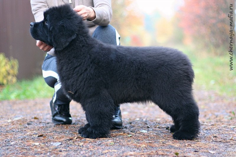 Фото: ньюфаундленд Черная Мафия Годдесс Кан До Анутхинг (Chernaya Mafia Goddess Can Do Anything)