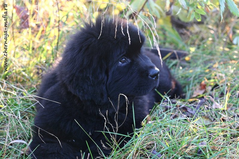 Фото: ньюфаундленд Черная Мафия Годдесс Кан До Анутхинг (Chernaya Mafia Goddess Can Do Anything)