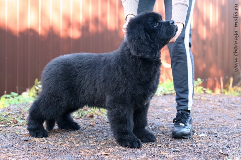 Фотография № 239850