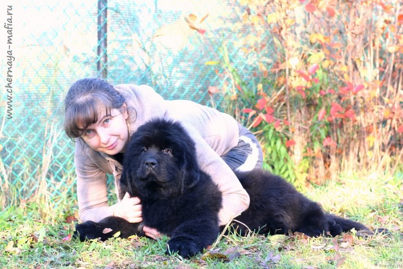 Фото: Юлия Наумова, ньюфаундленд Черная Мафия Гаме Он (Chernaya Mafia Game On)