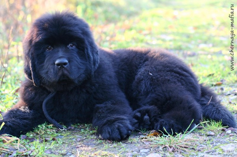 Фото: ньюфаундленд Черная Мафия Гаме Он (Chernaya Mafia Game On)