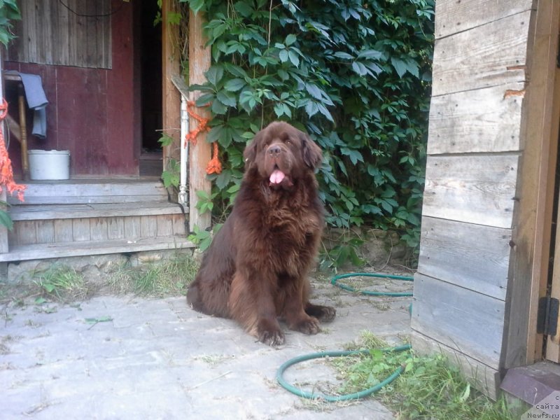 Фото: ньюфаундленд Нэш Соллар Винд