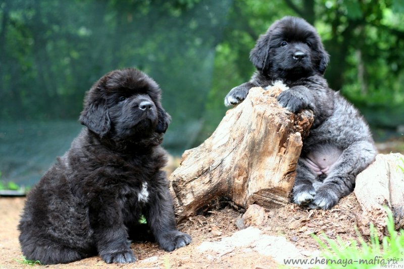 Фото: ньюфаундленд Черная Мафия Витамин фор Хаппу Лифе (Chernaya Mafia Vitamin For Happy Life), ньюфаундленд Черная Мафия Витал Енергу (Chernaya Mafia Vital Energy)