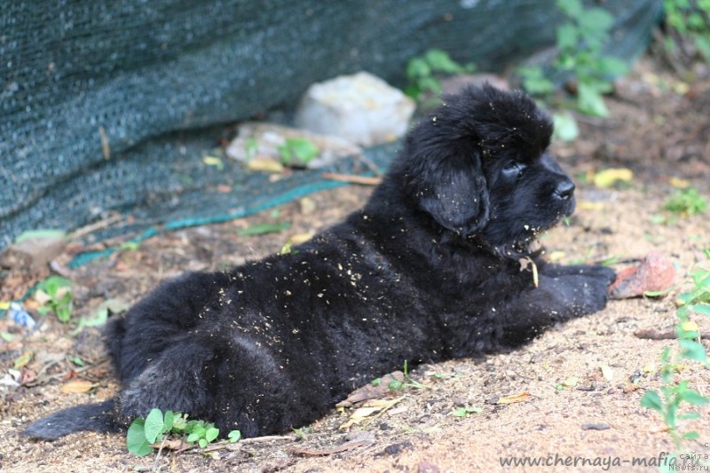 Фото: ньюфаундленд Черная Мафия Витамин фор Хаппу Лифе (Chernaya Mafia Vitamin For Happy Life)