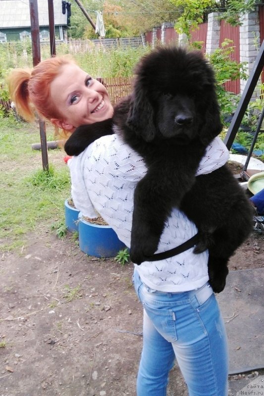 Фото: ньюфаундленд Черная Мафия Витамин фор Хаппу Лифе (Chernaya Mafia Vitamin For Happy Life)