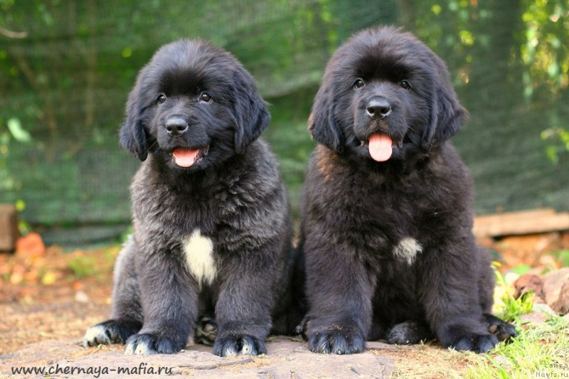 Фото: ньюфаундленд Черная Мафия Витал Енергу (Chernaya Mafia Vital Energy), ньюфаундленд Черная Мафия Витамин фор Хаппу Лифе (Chernaya Mafia Vitamin For Happy Life)