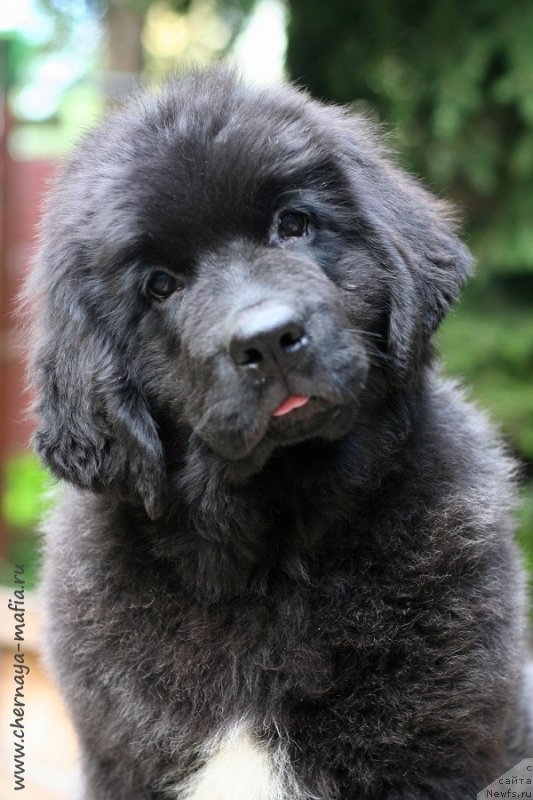 Фото: ньюфаундленд Черная Мафия Витал Енергу (Chernaya Mafia Vital Energy)