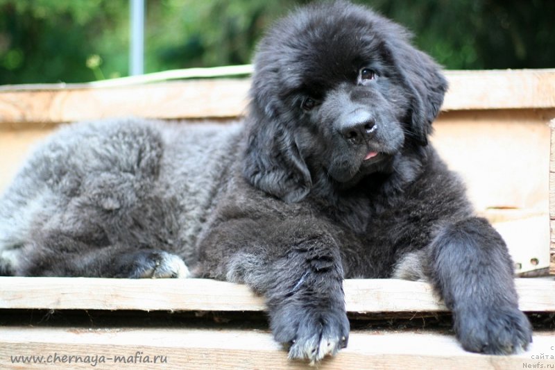 Фотография № 239872