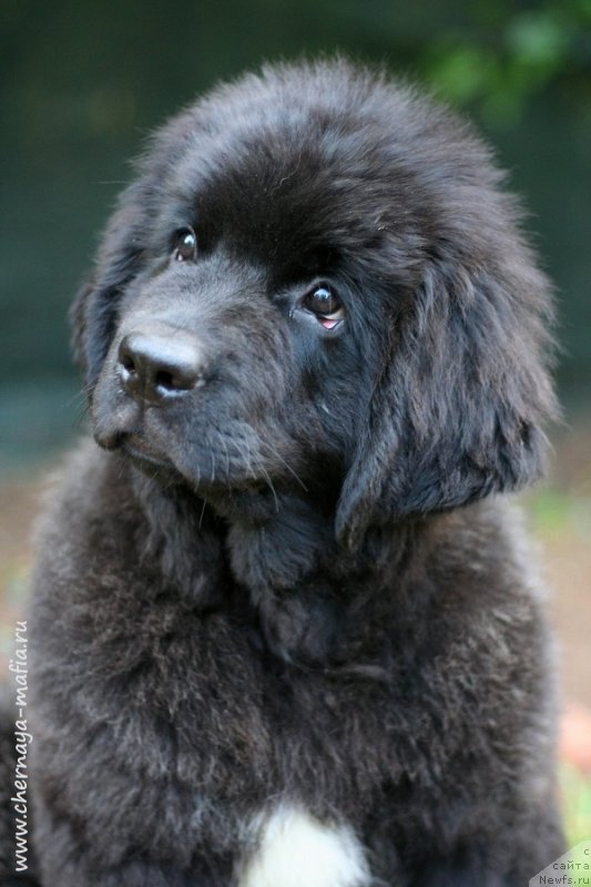 Фото: ньюфаундленд Черная Мафия Витал Енергу (Chernaya Mafia Vital Energy)