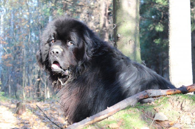 Фотография № 239884