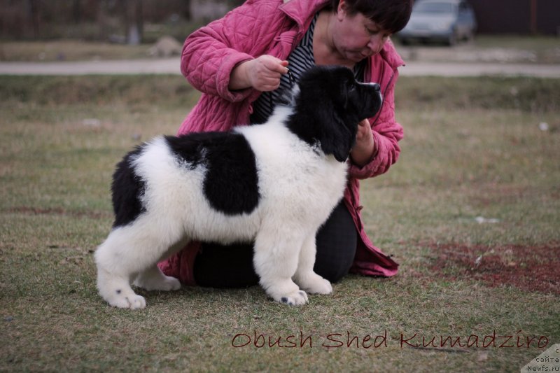 Фото: ньюфаундленд Обуш Шед Кумаджиро (Obush Shed Kumadziro)