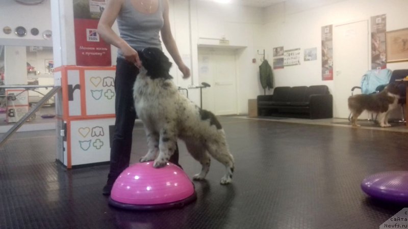 Фото: ньюфаундленд Еужиярви от Карельских Медведей (Euzhiyarvi ot Karelskikh Medvedey)