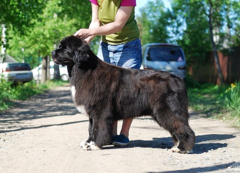 Фото: Fluffy Avalanche Ecstasy