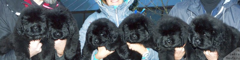 Фото: ньюфаундленд I Follow The Sun de L'Etoile de Cyrice, ньюфаундленд Love Inside Your Soul Moon Bear