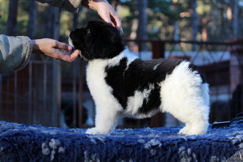 Фото: ньюфаундленд Супер Премиум Браденбург