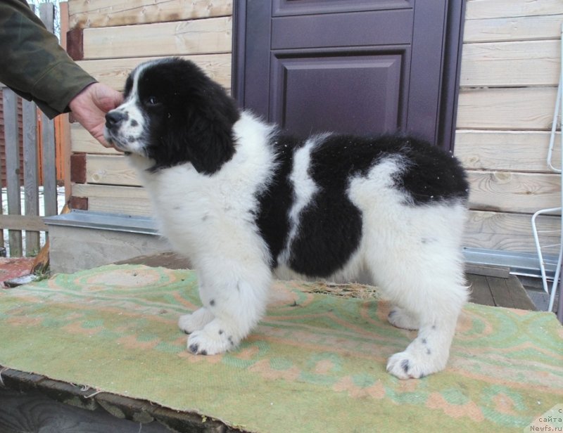 Фото: ньюфаундленд Женева от Карельских Медведей