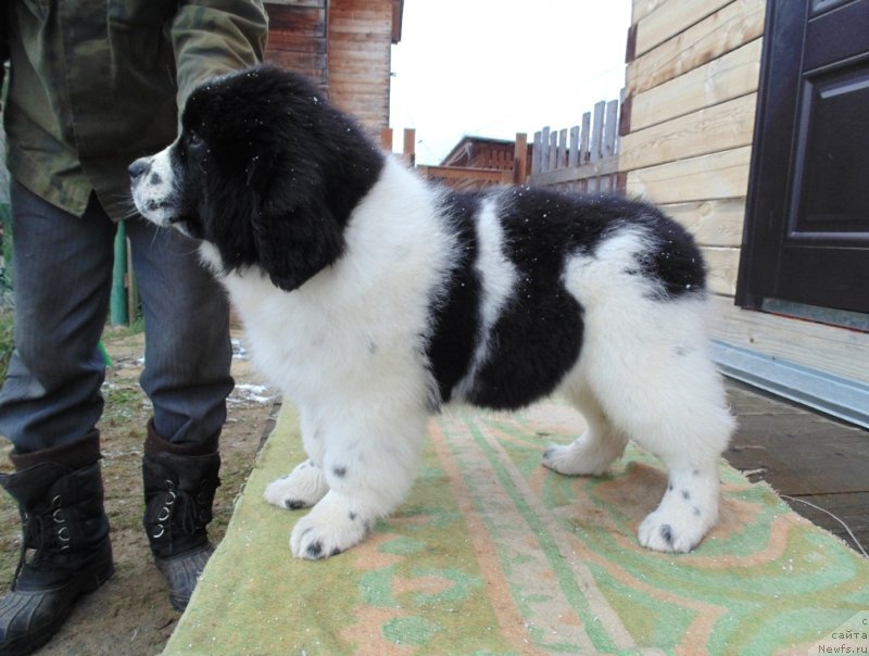 Фото: ньюфаундленд Женева от Карельских Медведей