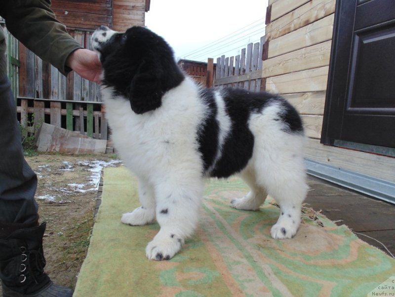 Фото: ньюфаундленд Женева от Карельских Медведей