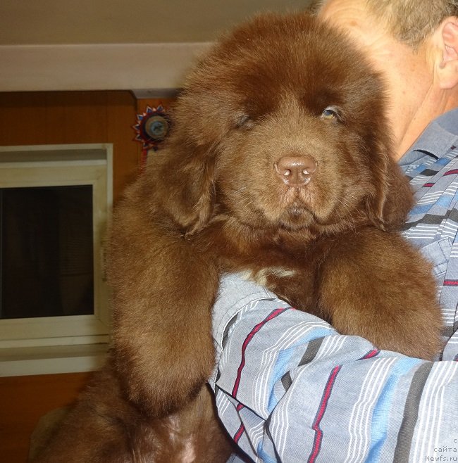 Фотография № 239953