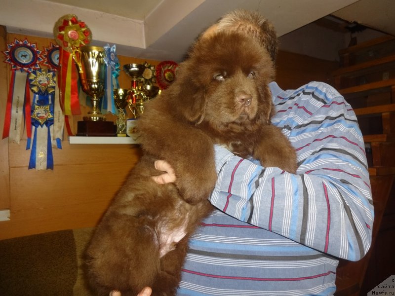 Фото: ньюфаундленд Фанньюф Авалон (Funnewf Avalon)