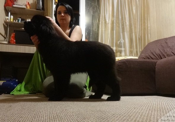 Фото: дочь, ньюфаундленд Ньюфорт Уитни Традиция Легенды