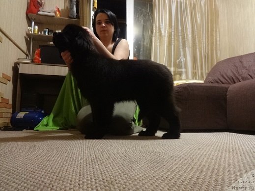 Фото: ньюфаундленд Ньюфорт Принцесс Роуз Вейн