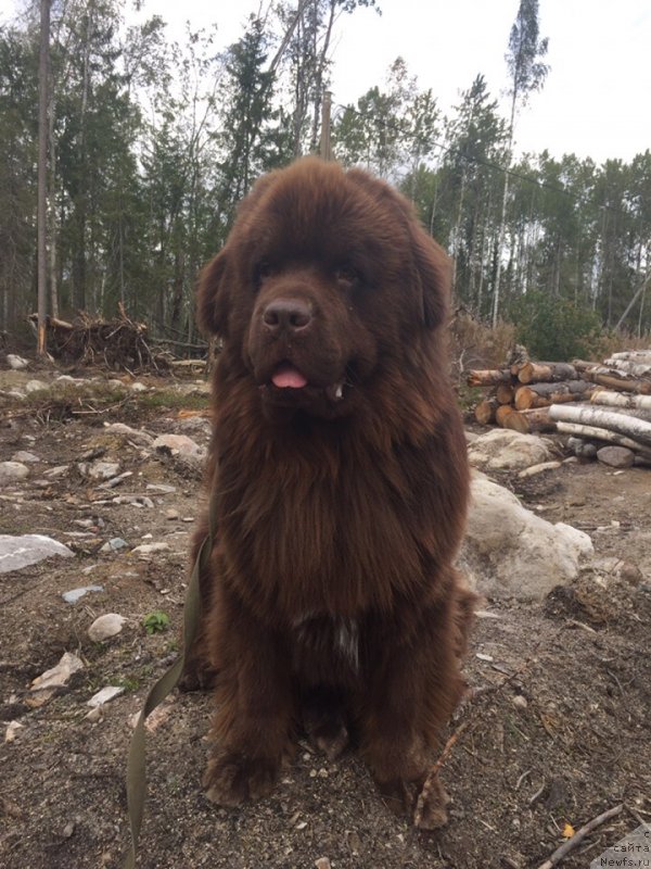Фото: ньюфаундленд Плюшевая Панда Елоге ду Оранге (Plushevaya Panda Eloge du Orange)