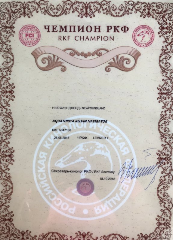 Фото: ньюфаундленд Акватория Келвин Навигатор (Aquatoriya Kelvin Navigator)