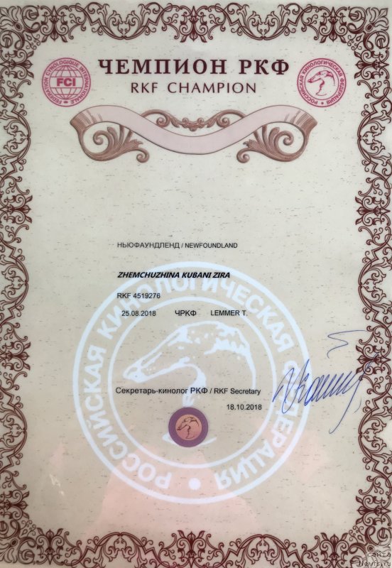 Фото: ньюфаундленд Жемчужина Кубани Зира (Zhemchuzhina Kubani Zira)