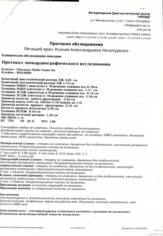 Фото: ньюфаундленд Черная Мафия Гаме Он (Chernaya Mafia Game On)