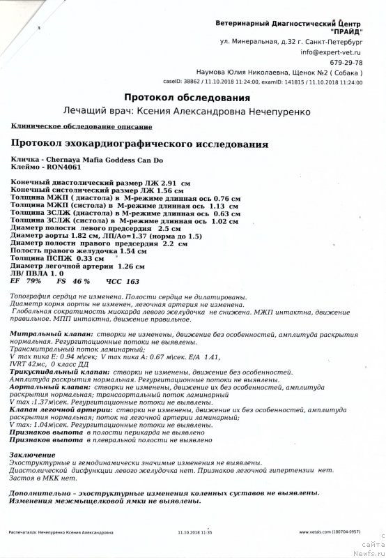 Фото: ньюфаундленд Черная Мафия Годдесс Кан До Анутхинг (Chernaya Mafia Goddess Can Do Anything)