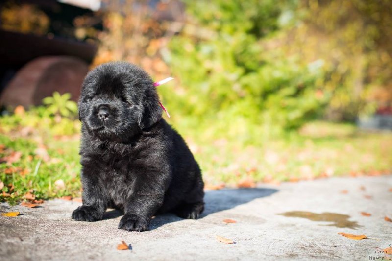 Фото: ньюфаундленд Смигар Голливуд Смайл