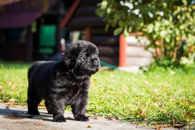 Фото: ньюфаундленд Смигар Голливуд Смайл