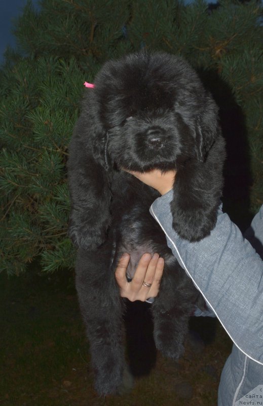 Фото: ньюфаундленд Смигар Голливуд Смайл