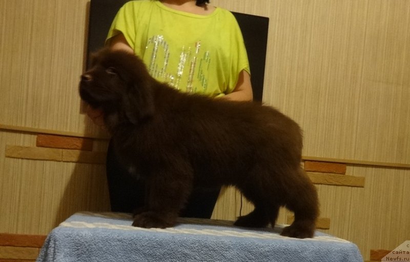 Фото: ньюфаундленд Ньюфорт Пацифик (Njufort Pacifik)