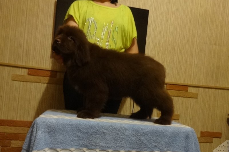 Фото: ньюфаундленд Ньюфорт Пацифик (Njufort Pacifik)