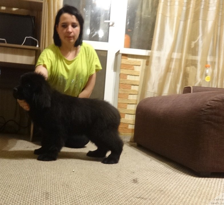 Фото: ньюфаундленд Ньюфорт Принцесс Роуз Вейн