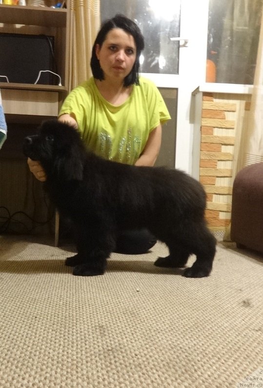 Фото: ньюфаундленд Ньюфорт Принцесс Роуз Вейн