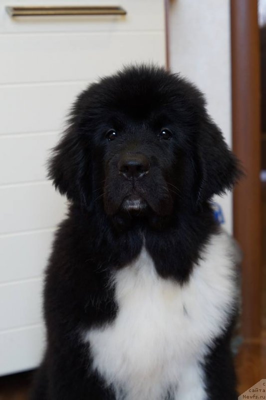 Фото: ньюфаундленд Аквиан Сонг Уникум Эстрелла Фелиз