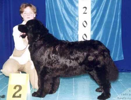 Фото: ньюфаундленд Жаркая Ночь из Медвежьего Яра (Zharkaya Noch iz Medvejyego Yara)