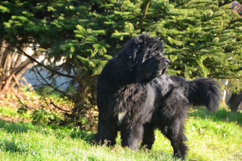 Фото: ньюфаундленд Талисман Моря Ла-Валетта
