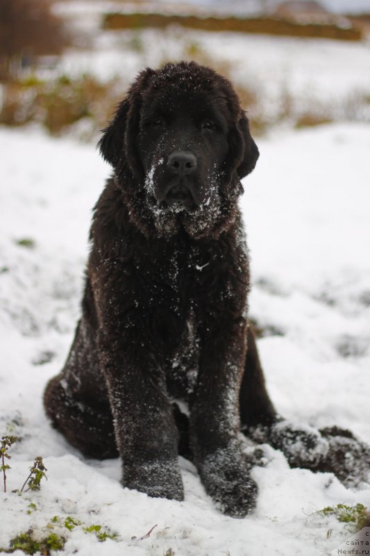 Фото: ньюфаундленд Обуш Шед Индульгенза Пленариа (Obush Shed Indulgenza Plenaria)