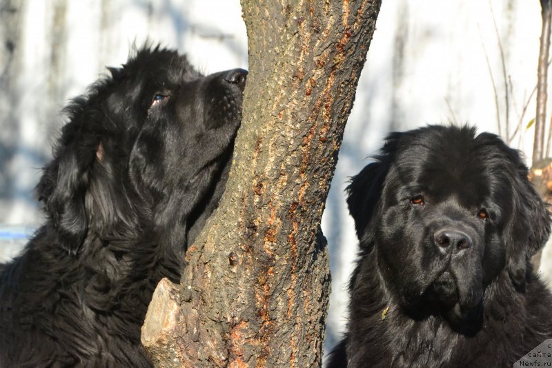 Фото: ньюфаундленд I'm Little Princess Midnight Bear, ньюфаундленд Талисман Моря Изумрудная Волна