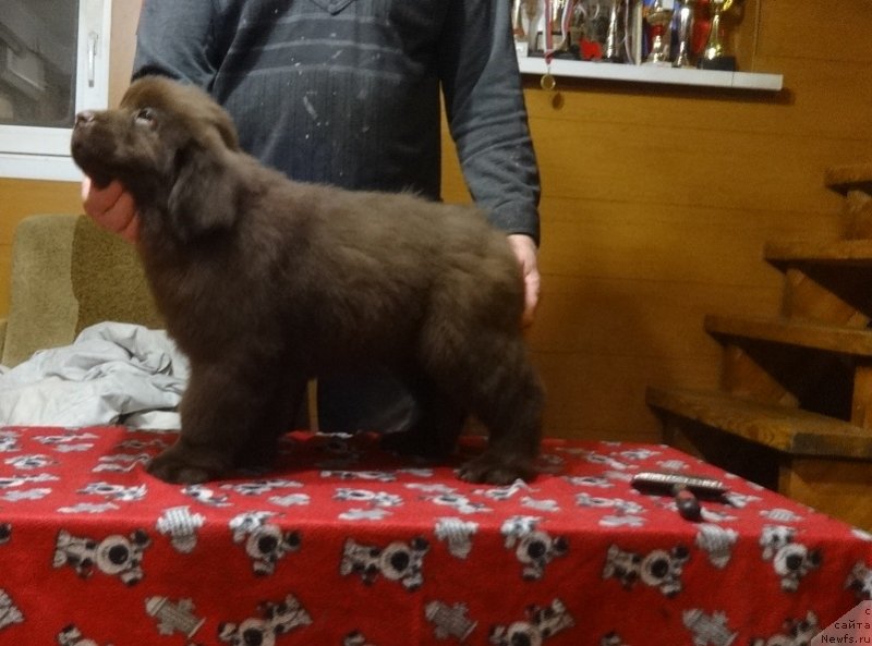 Фото: ньюфаундленд Ньюфорт Персея (Njufort Perseya)